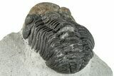 Morocops Trilobite - Ofaten, Morocco #287549-3